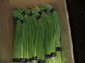 fresh  garlic   stem s