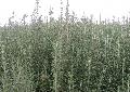 Rosemary essential oil