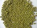 mung bean