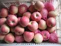 FRESH FUJI APPLE
