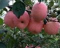 Chinese Fuji Apple