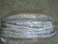  Ribbonfish 