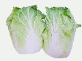 chinese cabbage