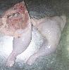 Chicken Meat