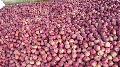 Fresh Crop Premium Quality Red Delicious Apples