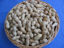 peanut in shell from China(GH-02)