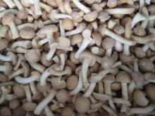 Sell Quick Frozen Nameko Mushroom