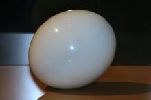 natural ,fresh ostrich egg
