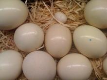 ostrich eggs still fresh with color difference