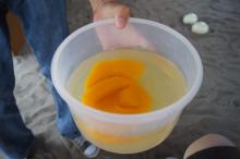 egg white of and ostrich egg