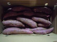 fresh sweet potato
