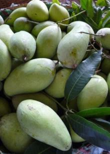fresh mango