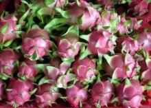 Fresh Dragon fruit