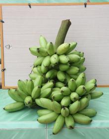 fresh banana