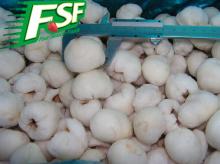 New crop Frozen lychee meat