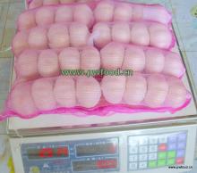 Chinese Fresh Pure white Garlic-4pcx16/bag