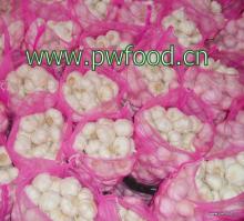 Chinese Fresh Pure white garlic in bag