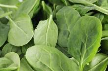 Spinach Cut BQF
