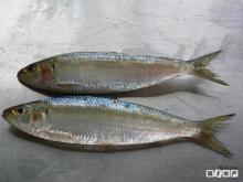 Sardines