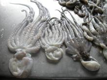 Pulpito/baby octopus