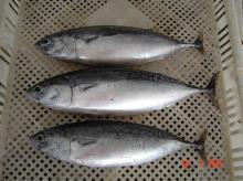 Frozen Bonito