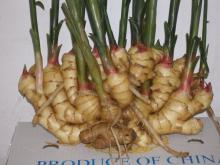 ginger