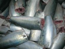 frozen  mackerel (headless, gutted ,tailess )