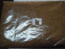  kiwi   seed s