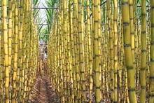  raw   sugar   cane 