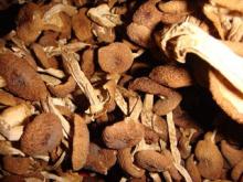 Dried tea tree mushroom