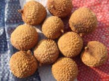 Dried lychee and dried longan