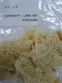 bamboo fungus