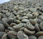 Vietnam robusta coffee bean for sell