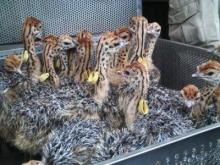 Most best Ostrich Chicks and eggs