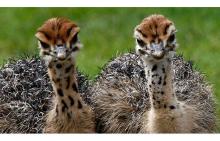 Adorable ostrich chicks and eggs