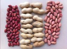 Chinese raw peanuts