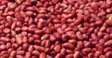 Peanuts importers