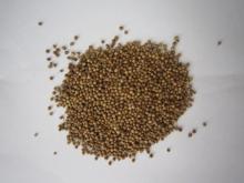 Coriander seeds