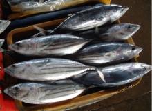 frozen tuna whole round