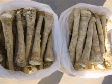 fresh horseradish