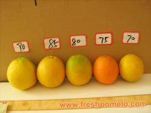 fresh fruit,grape fruit,fresh honey pomelo,orange