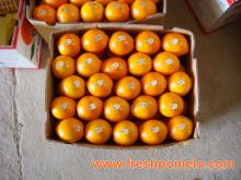 citrus fruits,china orange,fresh fruit,baby mandarin
