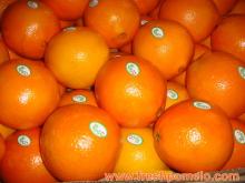 navel orange,citrus fruits,mandarin orange