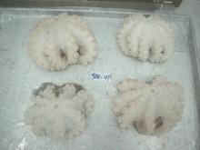 Frozen baby Octopus