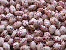 LIGHT SPECKLED KIDNEY BEANS XINJIANG