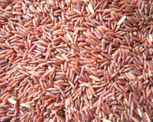 Organic Germinated Red Jasmine Rice (GABA)