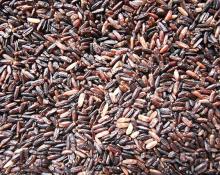 Organic Germinated Black Jasmine Rice (GABA)