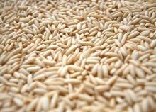 Chemical free Brown Glutinous  Rice  ( Sticky   Rice )
