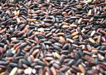Chemical Free Black Glutinous Rice ( Sticky Rice)