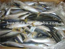 Frozen pacific mackerel for canning